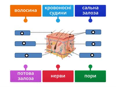 Яку будову має шкіра?