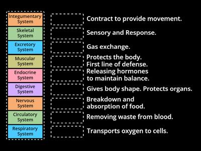 Body System Match