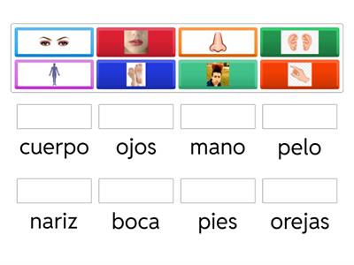 Partes del cuerpo