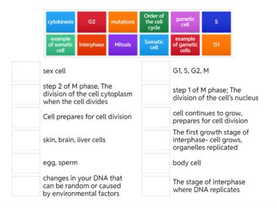 Cell Cycle Review