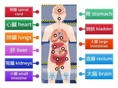 ch1人體器官構造