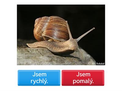  ČTENÍ