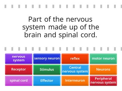 The Nervous System matching