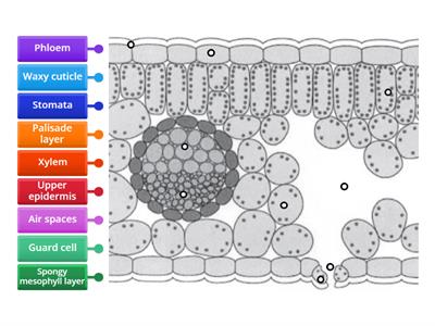 Leaf Cross Section
