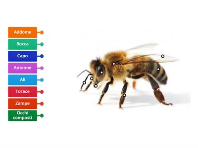 Le parti del corpo di un ape