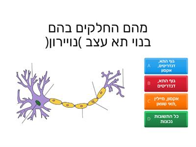 מערכת העצבים יא