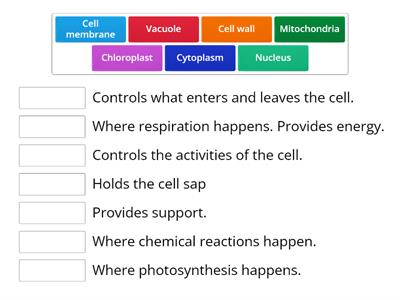 Cells