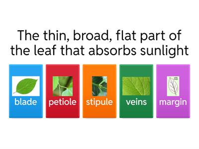 Parts of a Leaf