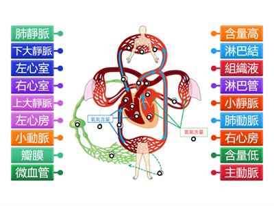 3-3血液循環與淋巴循環圖表標籤(康軒版)
