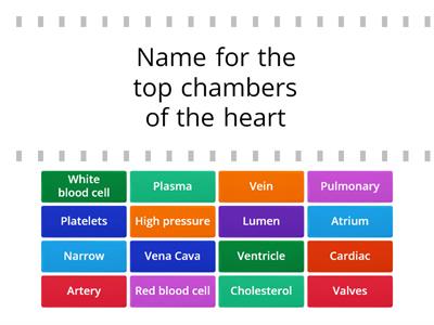 AQA Organisation (circulatory system) Revision