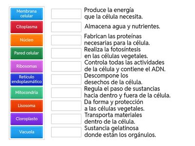 Empareja las partes de la célula con su función.