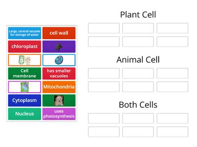 Cells