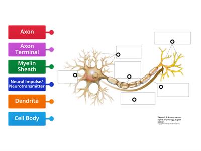 The Neuron