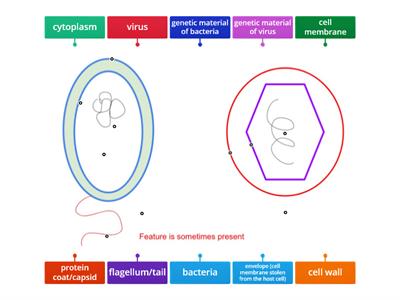 labelling bacteria and viruses