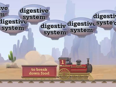 Body Systems Balloon Pop