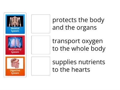 Relationship Between The System in The human Body