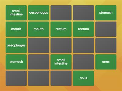 Teeth and Digestion matching pairs game