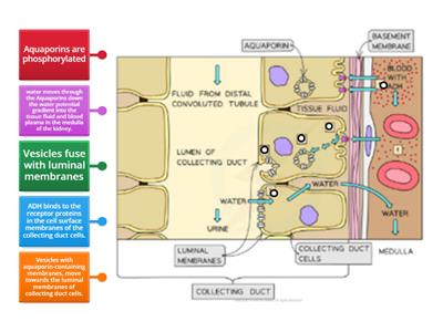 CAX KS5 High blood water content and what occurs Aquaporin diagram 