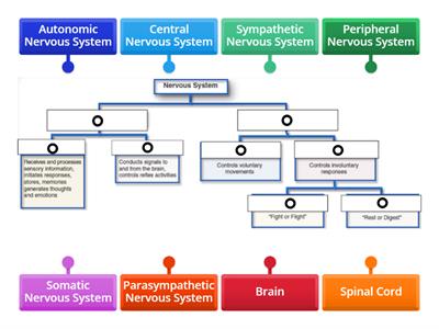 Divisions of the Nervous System