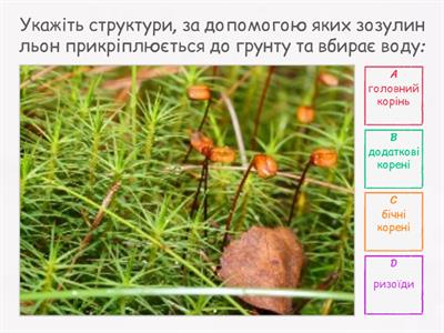  Мохи (Біологія) 7 нуш