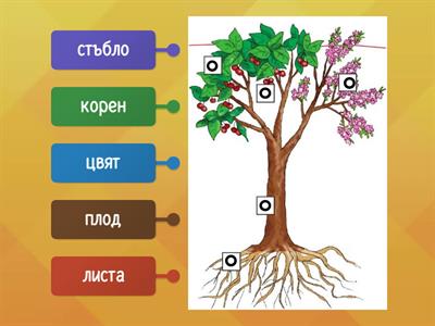 Кои са частите на растенията - първи клас