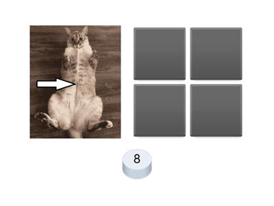 5t0 Partes del cuerpo de los animales - Apuesta y elige el nombre correcto