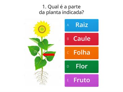 Avaliação - Plantas (1º Ano) 