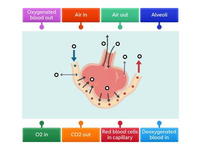 Human Gas Exchange Diagram