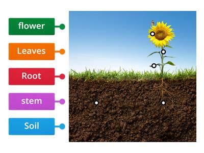 Parts of a Plant