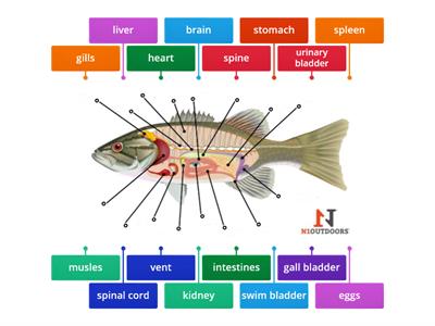 fish anatomy