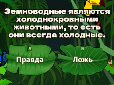 Класс Амфибии: внешнее строение