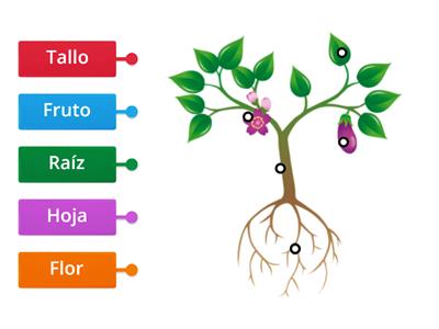 Partes de una planta