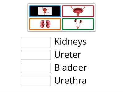 10 Life processes excretory system