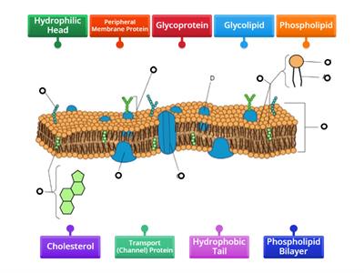 Cell Membrane Diagram