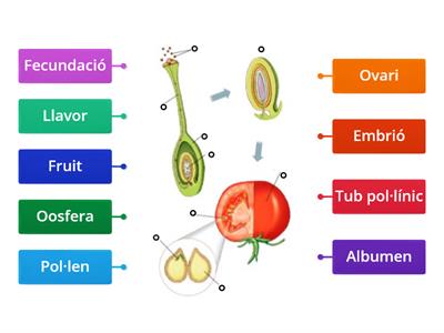 Fecundació i Formació llavor