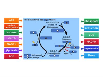 CAX KS5  The 3 phases of the clavin cycle diagram 