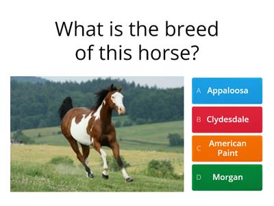 Breeds Of Horses