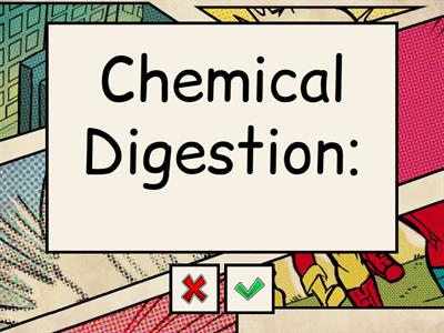 Digestive system flash cards