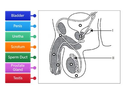  JC Male Reproductive System