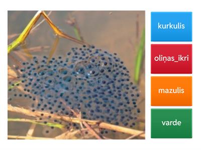 Vardes un tauriņa dzīves cikls