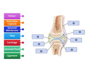 Label a synovial joint