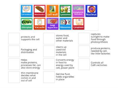 Cell Organelle Functions 