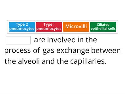 IB Gas exchange