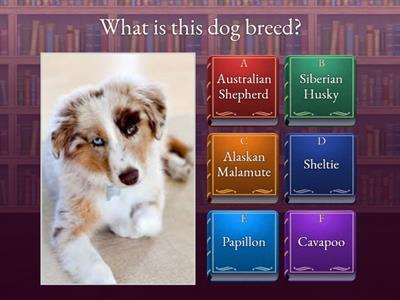 Dog Breeds