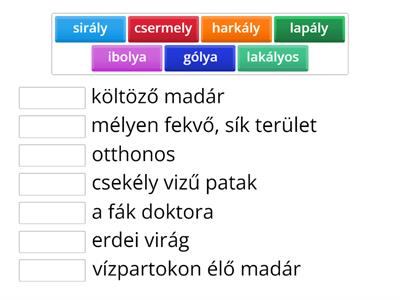 A sirály a király? - Az új lakó 2.