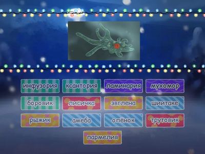 Протисты. Грибы. Лишайники