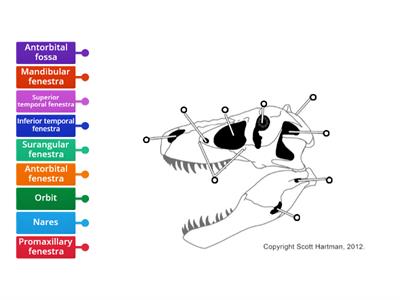 Dinosaur skull fenestra 