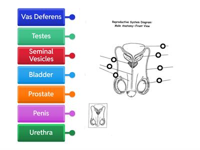 Male Reproductive System Front View
