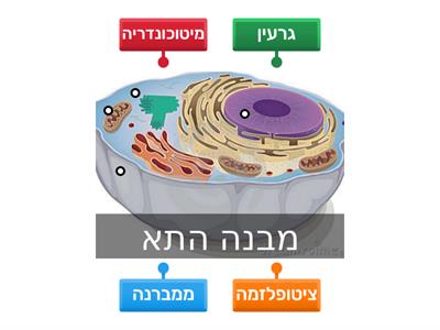 מבנה התא