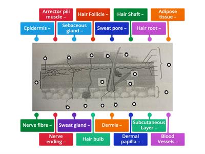 Skin Diagram VTCT A&P P1